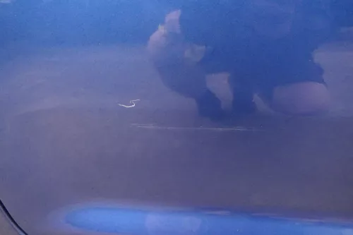 VW Touran 1T 1T3 Tür hinten rechts blau LC5C mit Scheibe - ohne Anbauteile (111853)