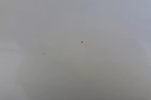 Audi A3 8L Tür nur Türblatt vorne rechts - silber LY7W 4/5-Türer (182329)