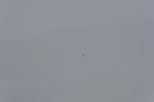 Ibiza 6J Tür vorne links Fahrertür weiß LB9A 2/3-Türer - ohne Anbauteile  DELLE! (182437)