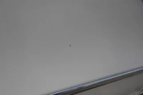 VW Passat 3C Kombi Variant Tür hinten rechts weiß LB9A- ohneAnbauteile (183119)