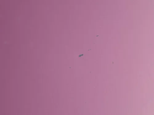 Audi A6 4B Motorhaube Klappe vorn (bis ca. Ende 2001) rot LZ3L mit Grill (184084)