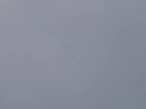 Skoda Octavia 1U Motorhaube Haube Klappe vorne silber grau LF7T mit Grill (184300)