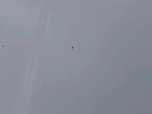 Skoda Octavia 1U Motorhaube Haube Klappe vorne silber grau LF7T mit Grill (184300)