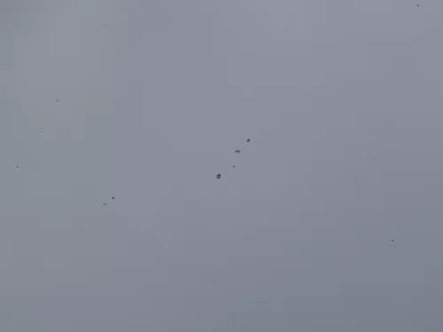 Skoda Octavia 1U Motorhaube Haube Klappe vorne silber grau LF7T mit Grill (184300)