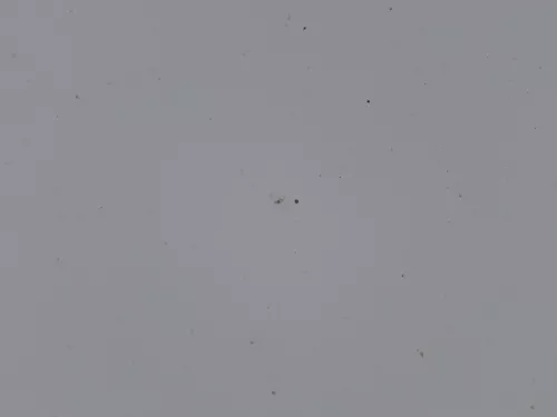 VW Polo 6R 6C Motorhaube Klappe vorn vorne weiß LB9A  - DELLE Knick Bilder! (184493)