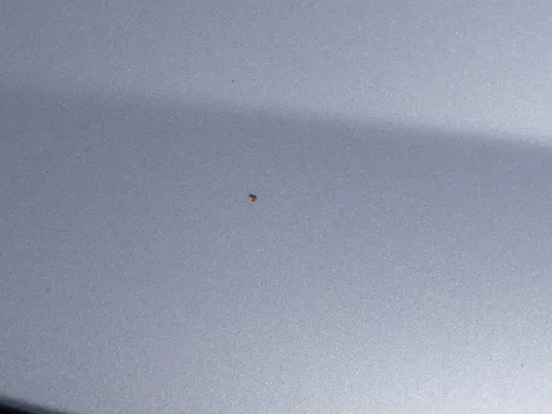 Seat Arosa 6H Facelift Motorhaube Haube Klappe vorne grau silber LS7N (184693)