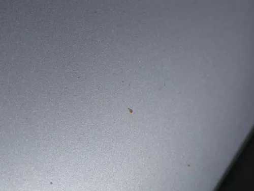 Seat Arosa 6H Facelift Motorhaube Haube Klappe vorne grau silber LS7N (184693)