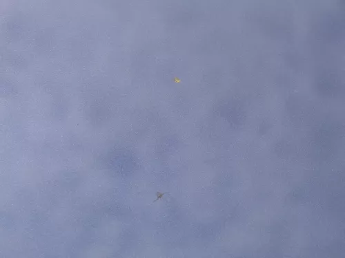 VW Golf 7 5G Motorhaube Haube Klappe vorne blau LH5X 5G0823031J - Delle (185436)