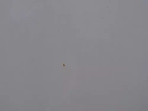 T4 Transporter Tür rechts Schiebetür mit Scheibe Multivan Caravelle weiß R902 (186815)