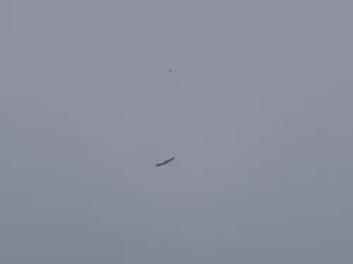 VW T5 Multivan Motorhaube Haube Klappe vorne weiß R902 (186889)