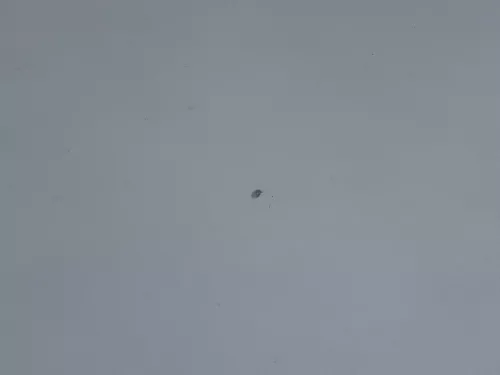 Audi A6 4F Motorhaube Klappe vorn (bis ca. Anfang Bj. 2011) grau LY7E (187008)